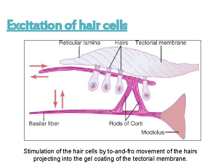 Excitation of hair cells Stimulation of the hair cells by to-and-fro movement of the