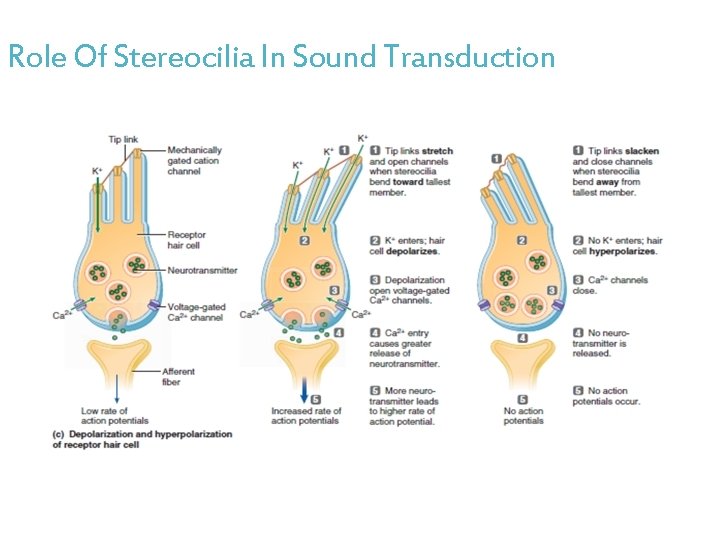 Role Of Stereocilia In Sound Transduction 