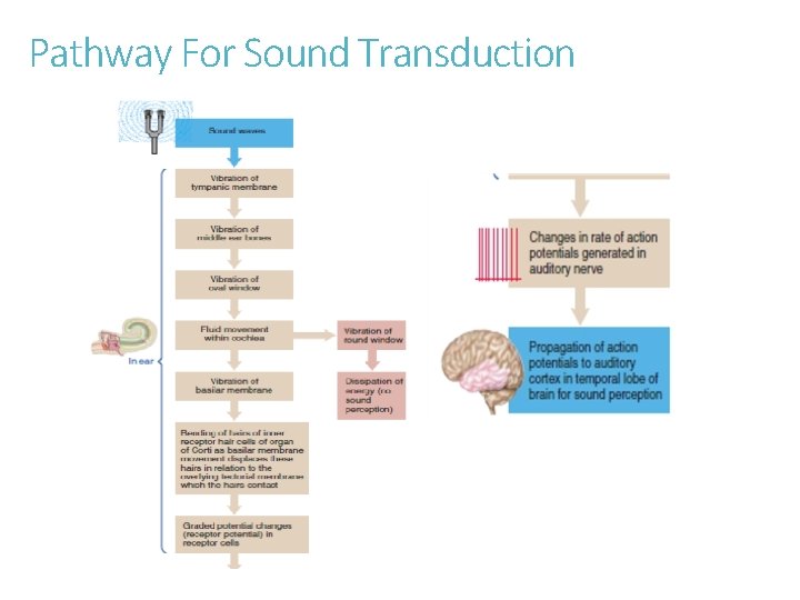 Pathway For Sound Transduction 