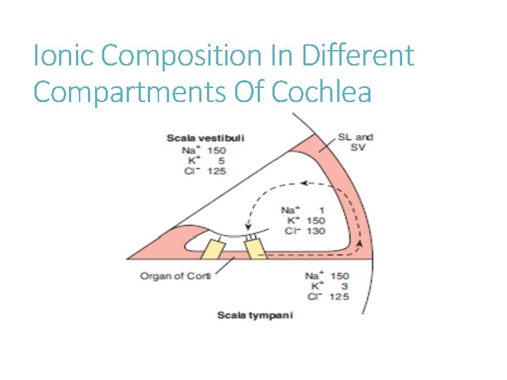 Ionic Composition In Different Compartments Of Cochlea 