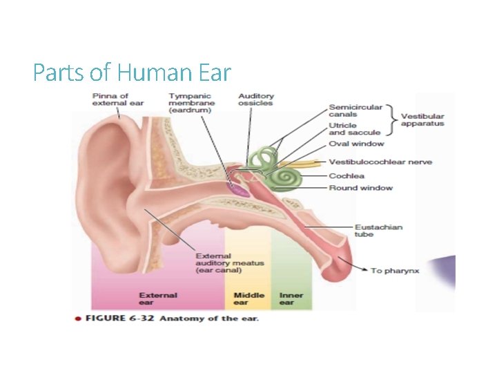 Parts of Human Ear 