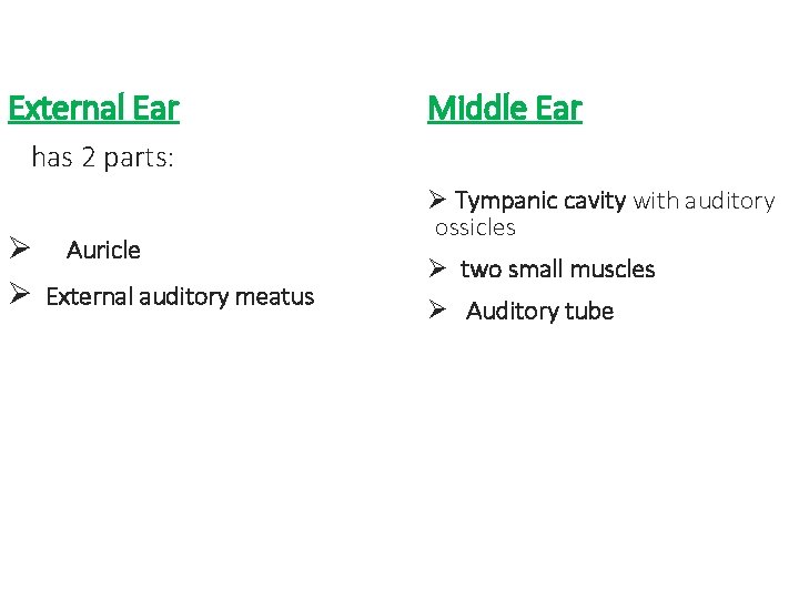 External Ear Middle Ear has 2 parts: Ø Auricle Ø External auditory meatus Ø