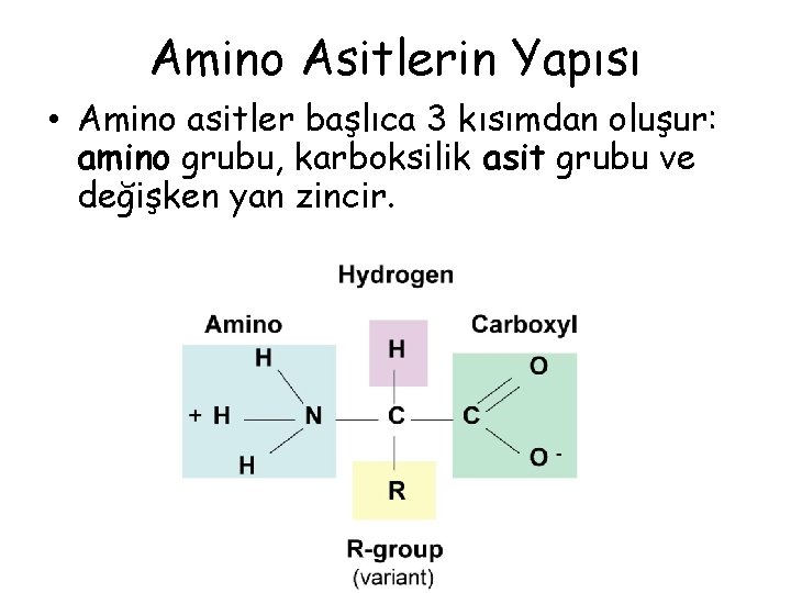 Amino Asitlerin Yapısı • Amino asitler başlıca 3 kısımdan oluşur: amino grubu, karboksilik asit