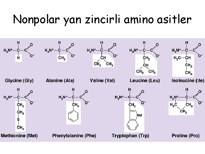 Nonpolar yan zincirli amino asitler 
