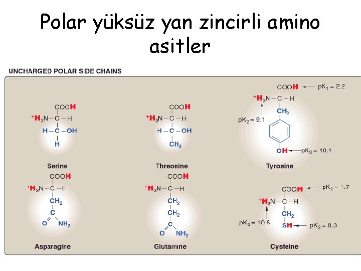 Polar yüksüz yan zincirli amino asitler 