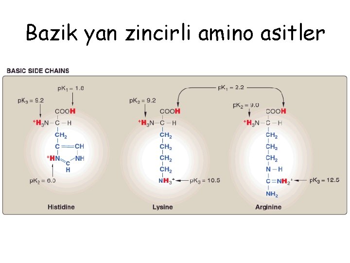 Bazik yan zincirli amino asitler 