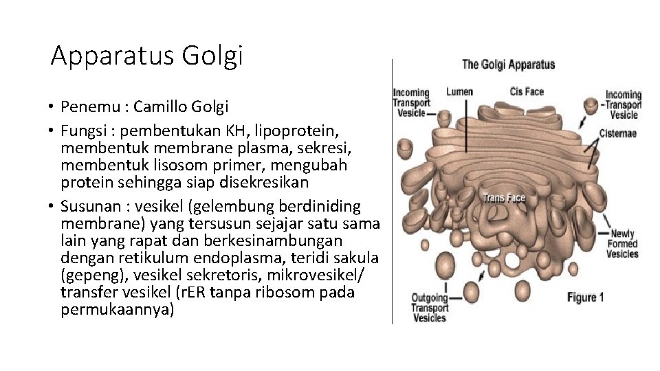 Apparatus Golgi • Penemu : Camillo Golgi • Fungsi : pembentukan KH, lipoprotein, membentuk