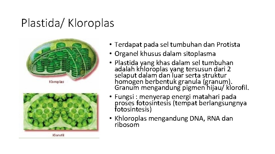 Plastida/ Kloroplas • Terdapat pada sel tumbuhan dan Protista • Organel khusus dalam sitoplasma