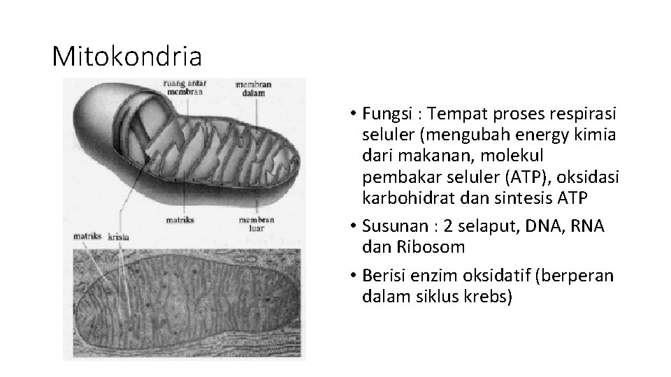 Mitokondria • Fungsi : Tempat proses respirasi seluler (mengubah energy kimia dari makanan, molekul