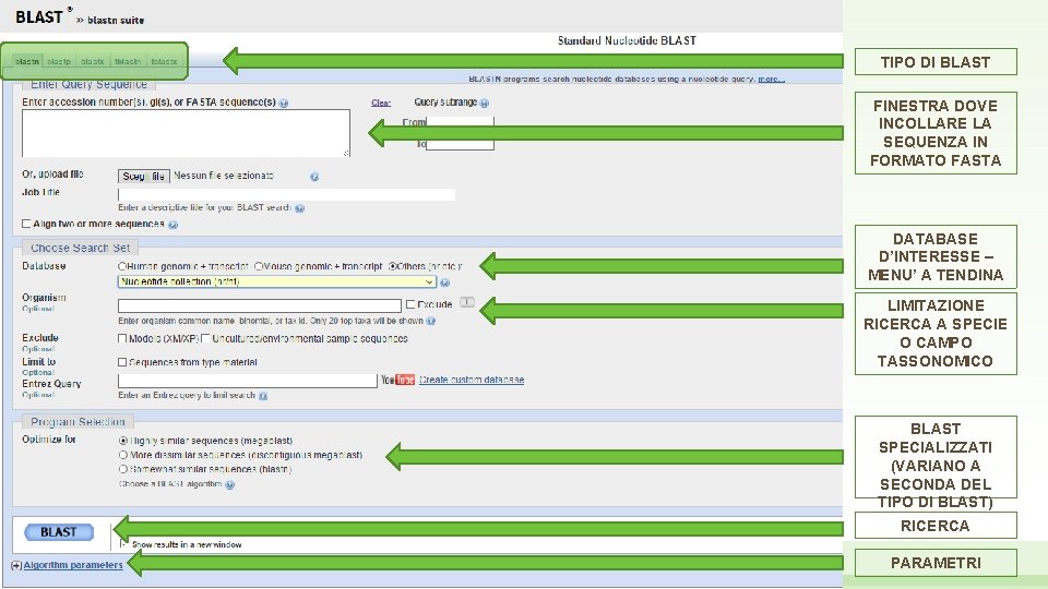 TIPO DI BLAST FINESTRA DOVE INCOLLARE LA SEQUENZA IN FORMATO FASTA DATABASE D’INTERESSE –