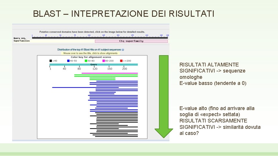 BLAST – INTEPRETAZIONE DEI RISULTATI ALTAMENTE SIGNIFICATIVI -> sequenze omologhe E-value basso (tendente a