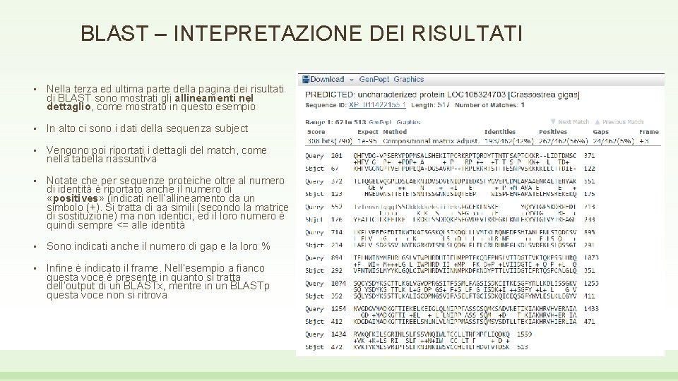 BLAST – INTEPRETAZIONE DEI RISULTATI • Nella terza ed ultima parte della pagina dei