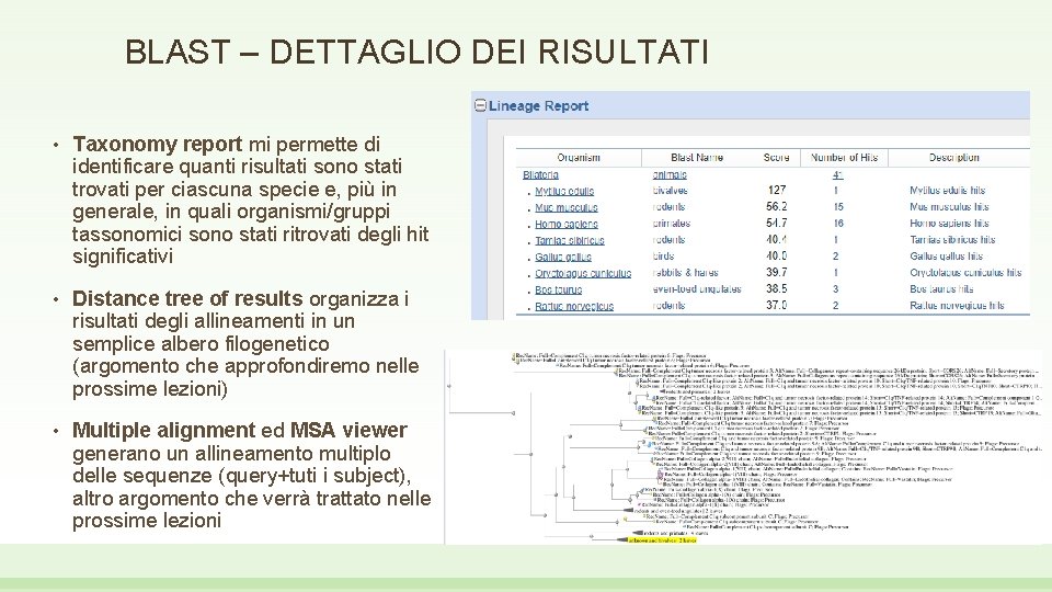 BLAST – DETTAGLIO DEI RISULTATI • Taxonomy report mi permette di identificare quanti risultati