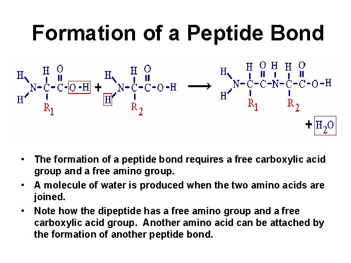 Formation of a Peptide Bond • The formation of a peptide bond requires a