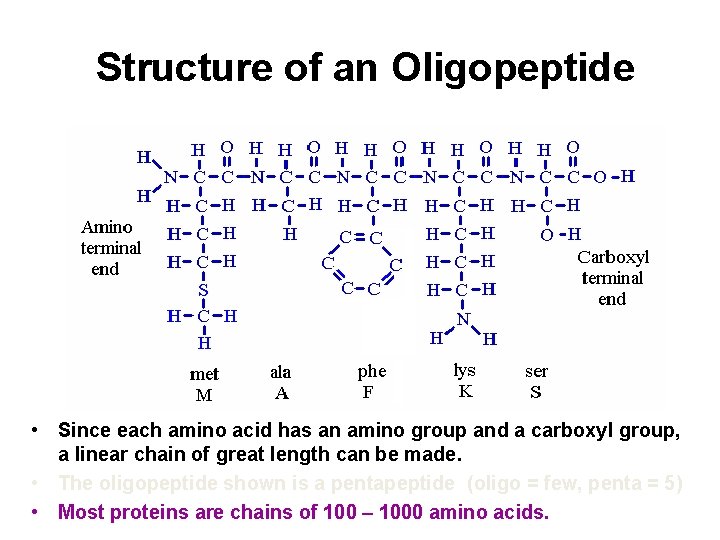 Structure of an Oligopeptide • Since each amino acid has an amino group and