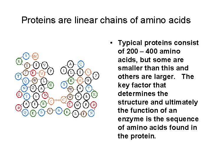 Proteins are linear chains of amino acids • Typical proteins consist of 200 –