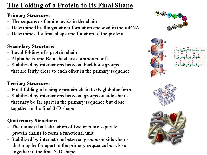 The Folding of a Protein to Its Final Shape Primary Structure: - The sequence
