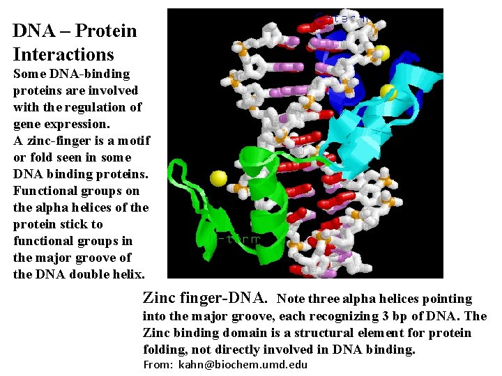 DNA – Protein Interactions Some DNA-binding proteins are involved with the regulation of gene