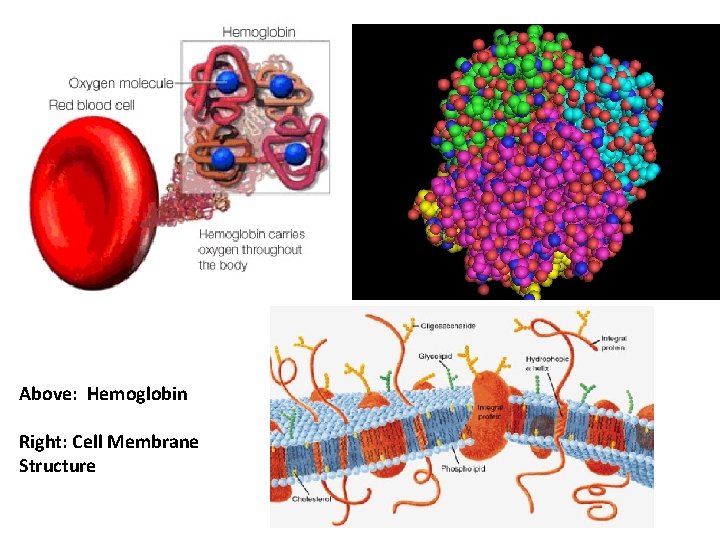 Above: Hemoglobin Right: Cell Membrane Structure 