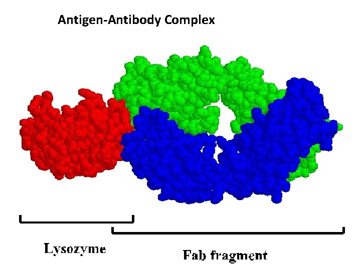 Antigen-Antibody Complex 