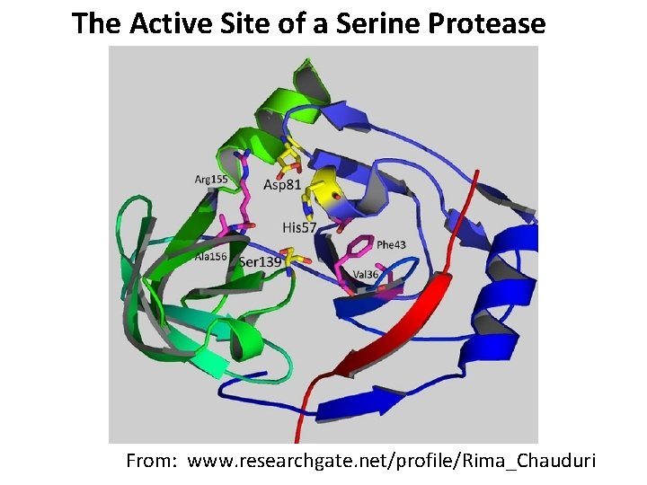 The Active Site of a Serine Protease From: www. researchgate. net/profile/Rima_Chauduri 