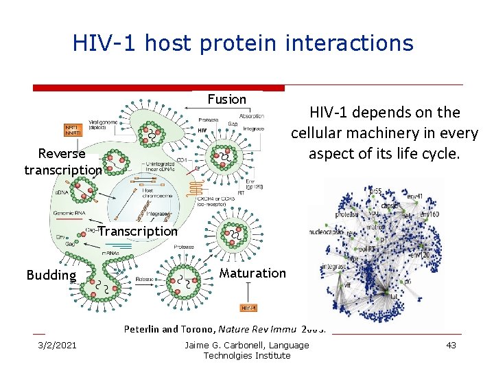 HIV-1 host protein interactions Fusion Reverse transcription HIV-1 depends on the cellular machinery in