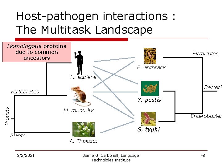 Host-pathogen interactions : The Multitask Landscape Homologous proteins due to common ancestors Firmicutes B.