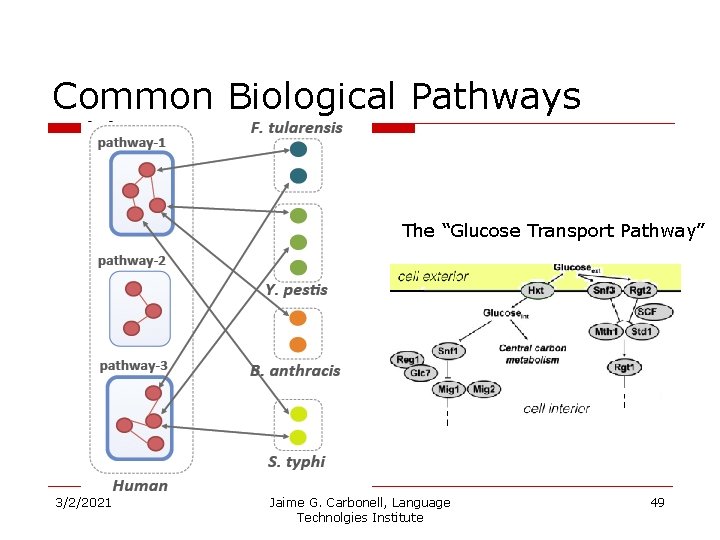 Common Biological Pathways The “Glucose Transport Pathway” 3/2/2021 Jaime G. Carbonell, Language Technolgies Institute