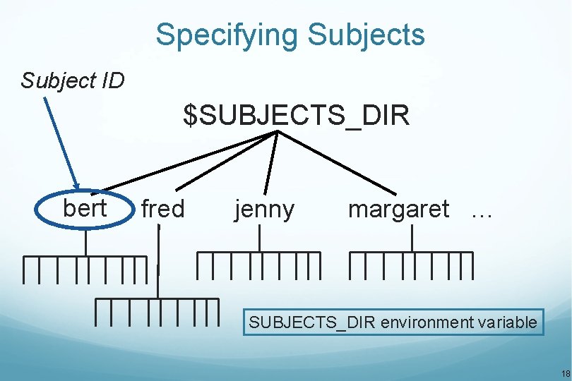 Specifying Subjects Subject ID $SUBJECTS_DIR bert fred jenny margaret … SUBJECTS_DIR environment variable 18