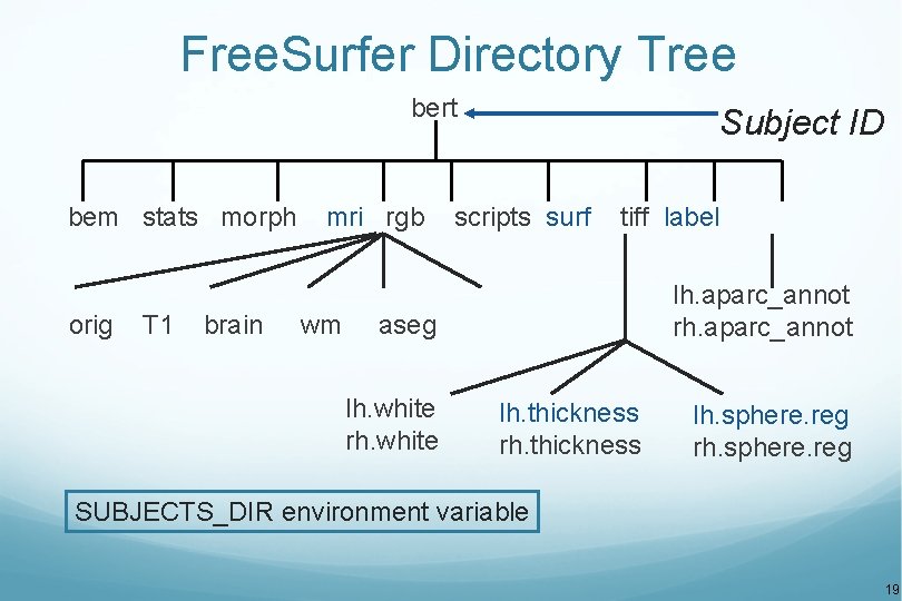 Free. Surfer Directory Tree bert bem stats morph orig T 1 brain mri rgb