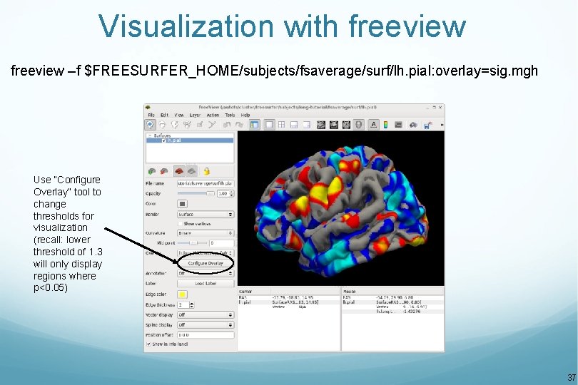 Visualization with freeview –f $FREESURFER_HOME/subjects/fsaverage/surf/lh. pial: overlay=sig. mgh Use “Configure Overlay” tool to change
