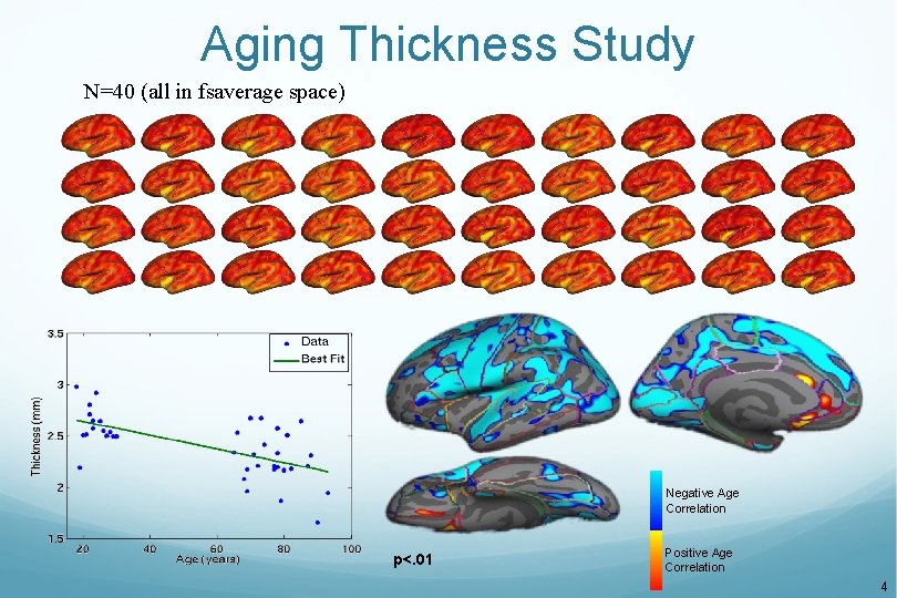 Aging Thickness Study N=40 (all in fsaverage space) Negative Age Correlation p<. 01 Positive