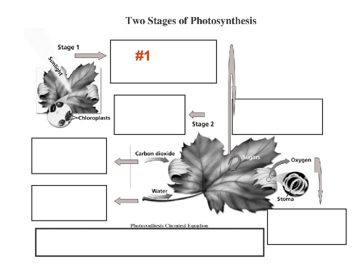Photosynthesis How Energy is Obtained By Living Things