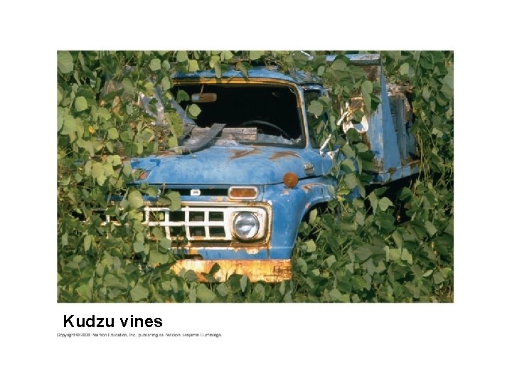 Kudzu vines 