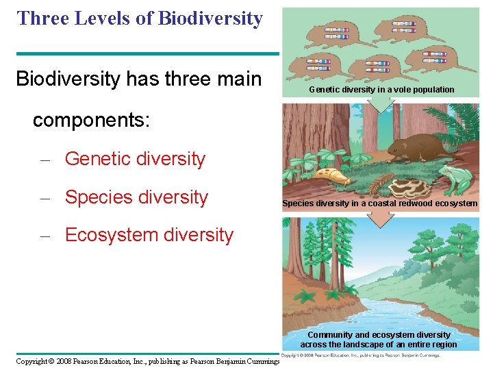 Three Levels of Biodiversity has three main Genetic diversity in a vole population components: