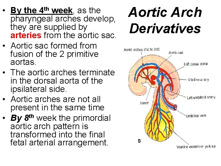  • By the 4 th week, as the pharyngeal arches develop, they are