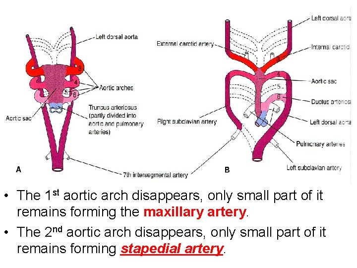  • The 1 st aortic arch disappears, only small part of it remains