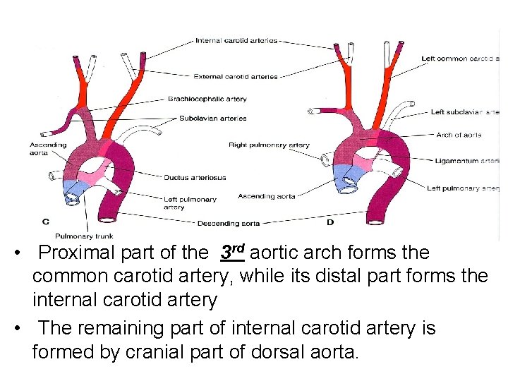  • Proximal part of the 3 rd aortic arch forms the common carotid