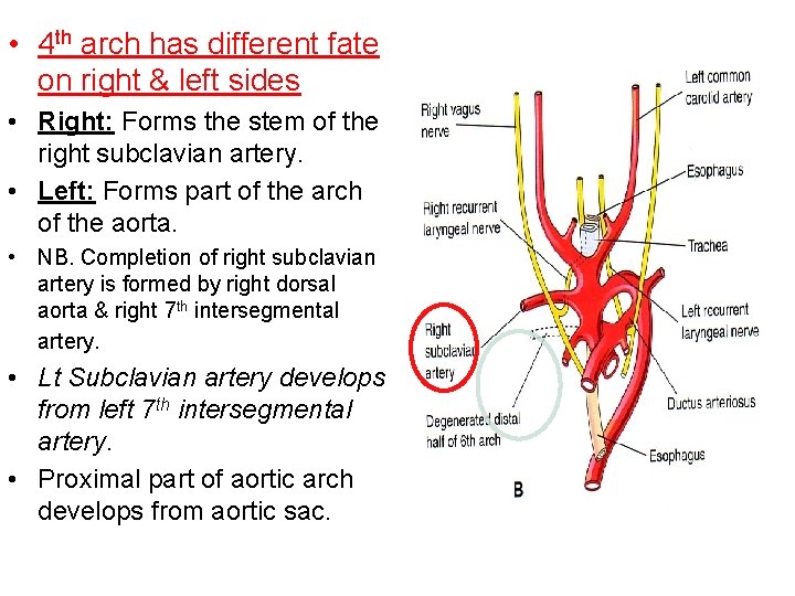  • 4 th arch has different fate on right & left sides •