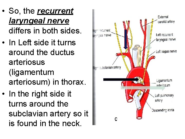  • So, the recurrent laryngeal nerve differs in both sides. • In Left