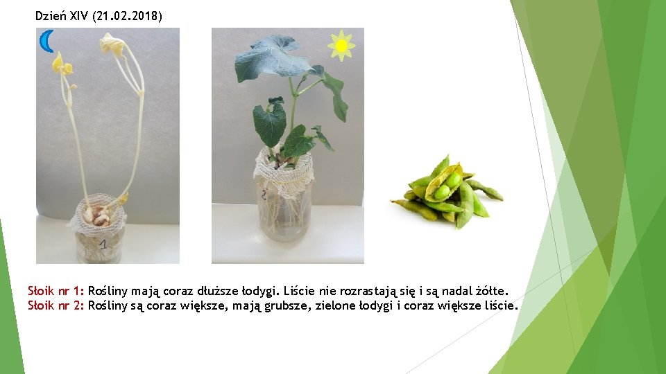 Dzień XIV (21. 02. 2018) Słoik nr 1: Rośliny mają coraz dłuższe łodygi. Liście