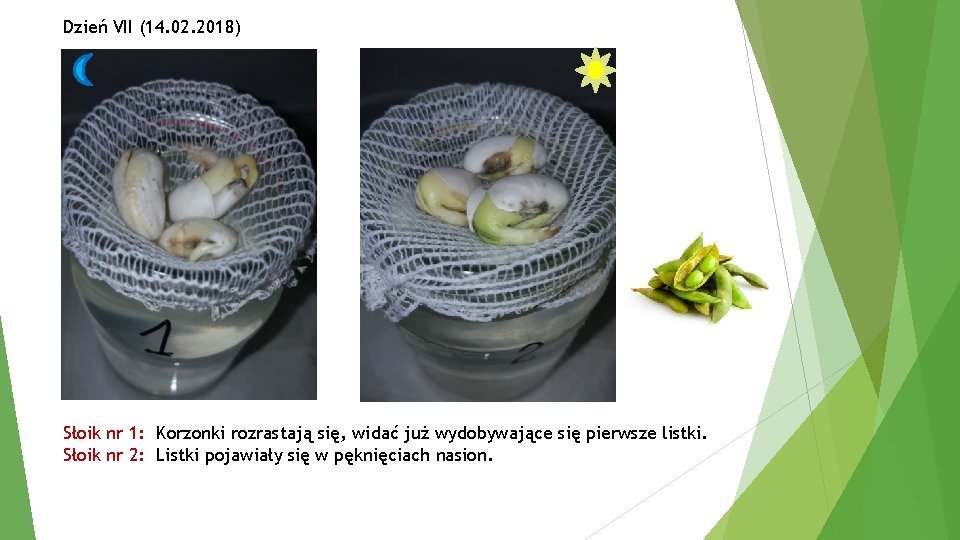 Dzień VII (14. 02. 2018) Słoik nr 1: Korzonki rozrastają się, widać już wydobywające