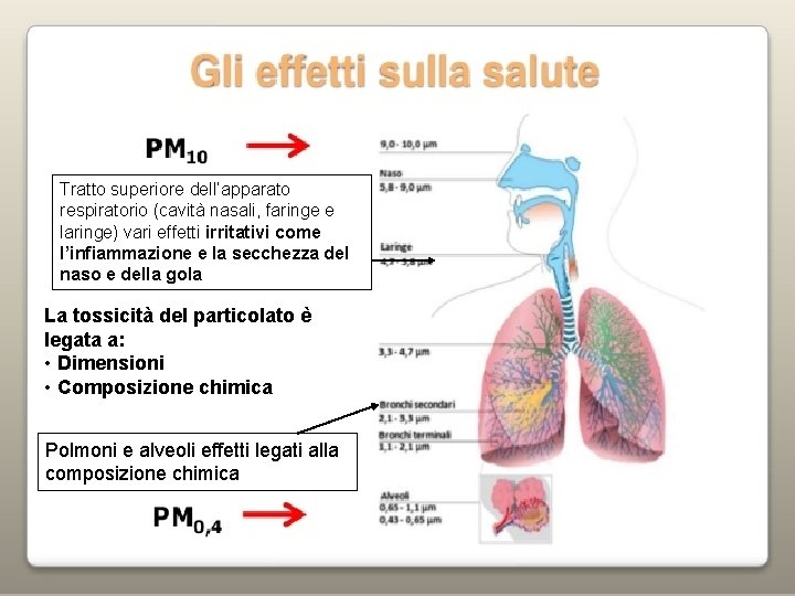 Tratto superiore dell’apparato respiratorio (cavità nasali, faringe e laringe) vari effetti irritativi come l’infiammazione