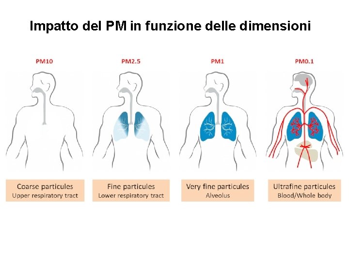 Impatto del PM in funzione delle dimensioni 