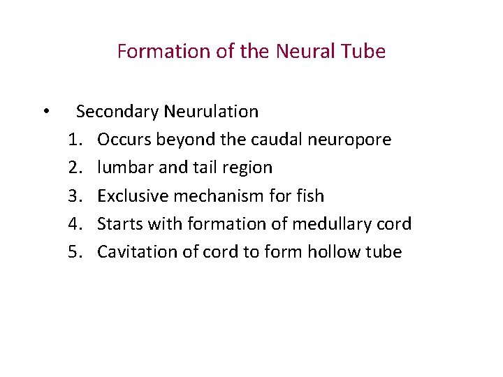 Formation of the Neural Tube • Secondary Neurulation 1. Occurs beyond the caudal neuropore