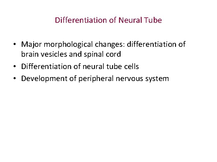 Differentiation of Neural Tube • Major morphological changes: differentiation of brain vesicles and spinal