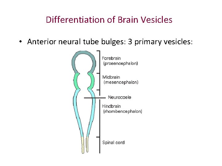 Differentiation of Brain Vesicles • Anterior neural tube bulges: 3 primary vesicles: Differentiation of Brain Vesicles • Anterior neural tube bulges: 3 primary vesicles: