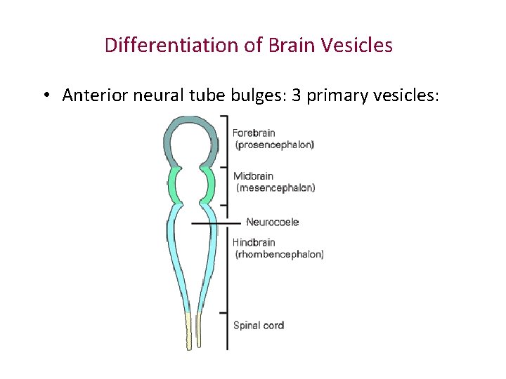 Differentiation of Brain Vesicles • Anterior neural tube bulges: 3 primary vesicles: 