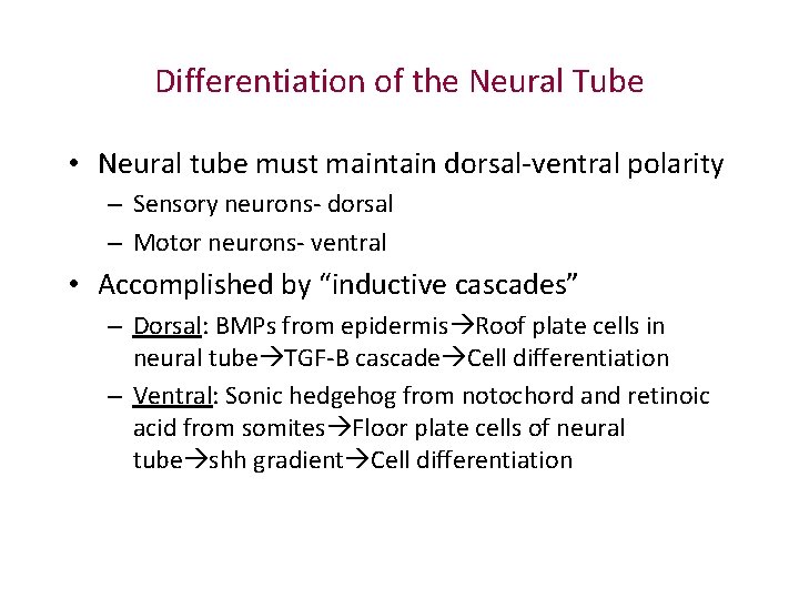 Differentiation of the Neural Tube • Neural tube must maintain dorsal-ventral polarity – Sensory