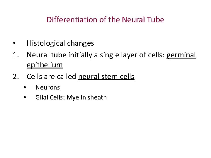 Differentiation of the Neural Tube • Histological changes 1. Neural tube initially a single